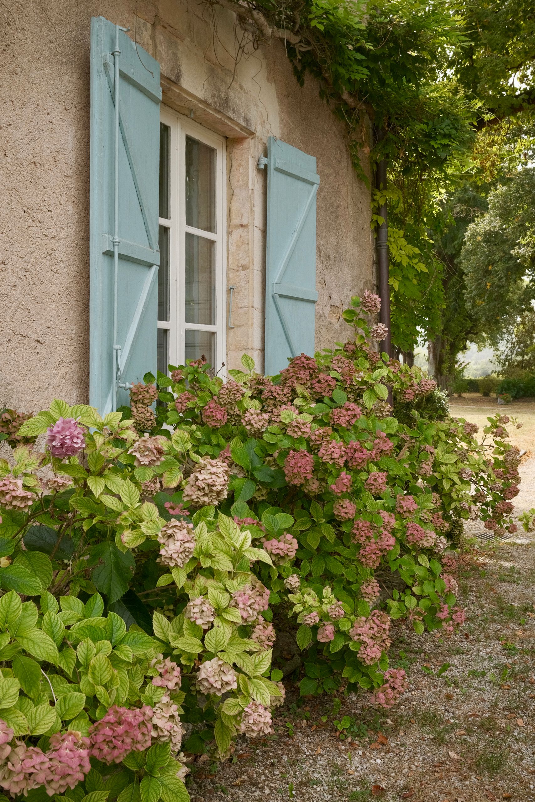 Picturesque cottage in Nouvelle-Aquitaine, France with colorful hydrangeas and blue shutters.